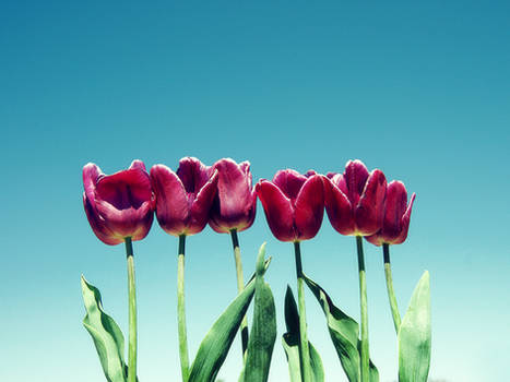 Tulips