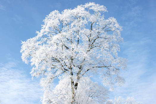 White tree