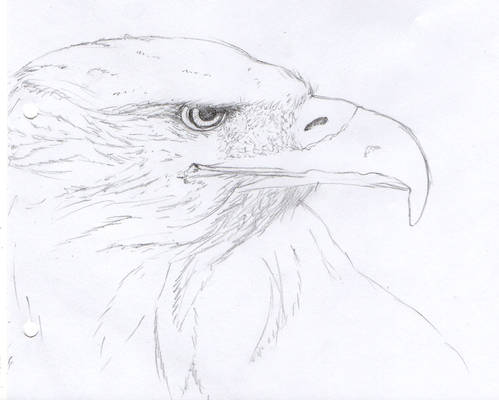 eagle