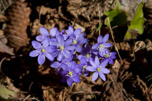 little spring flower