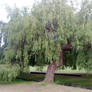 Weeping Willow