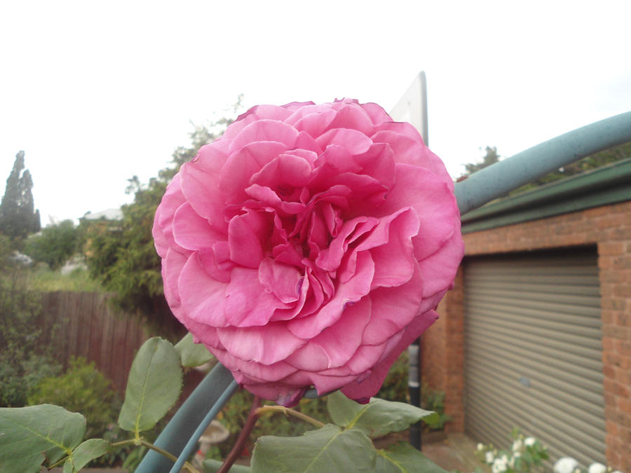 Random flower #7 by TheValentineTiger on DeviantArt