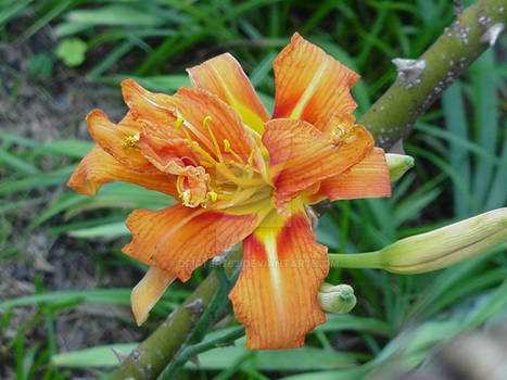 Tiger Lilly