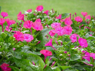 Bed of Flowers