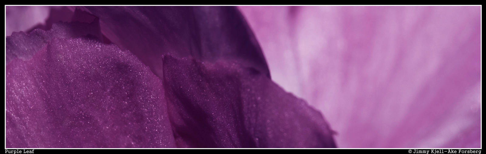 Purple Leaf