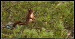 The Swedish Red Squirrel Pose by LoneDoggy
