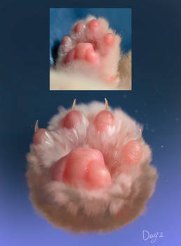 cat's paw