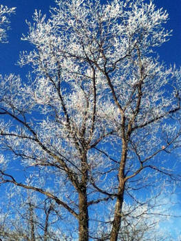 Frost Tipped Tree