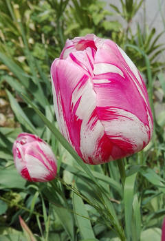 pink tulip