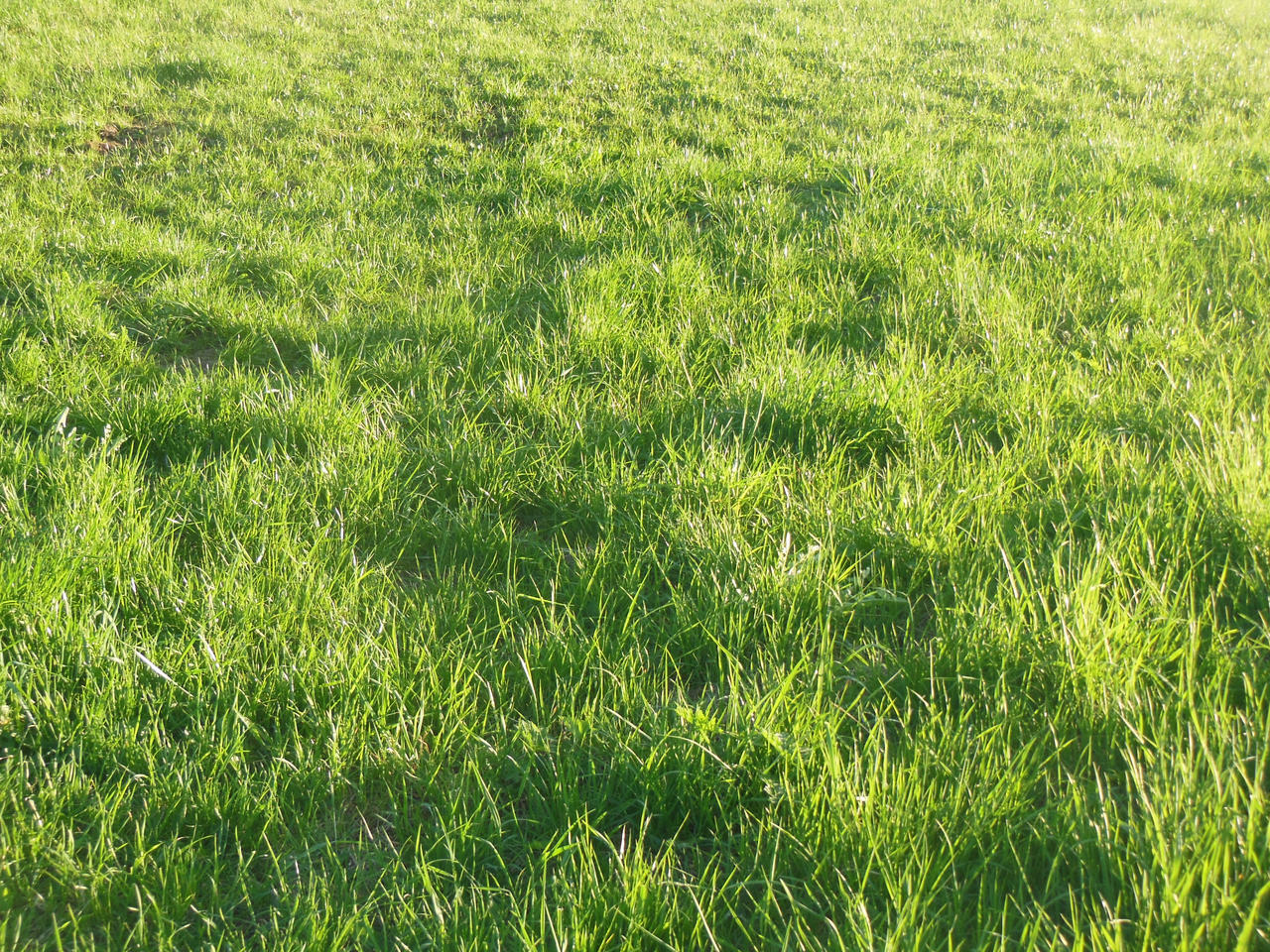 Infdev Grass Texture Grass Textures by Keh-LingsTemplates on DeviantArt