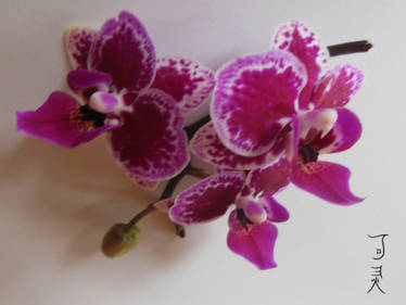 Orchid Template