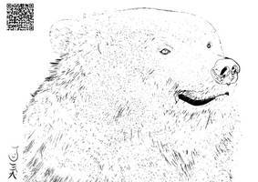 Bear   Coloringpage