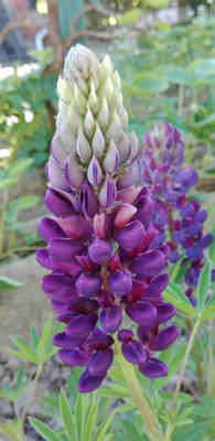 Lupine