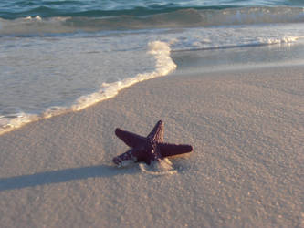 Destin Starfish