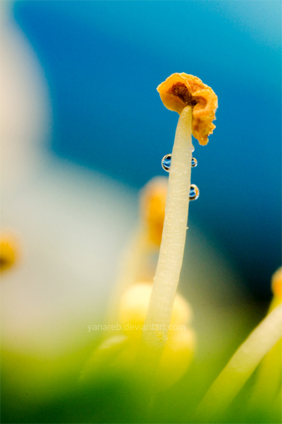 Spring by Yanareb