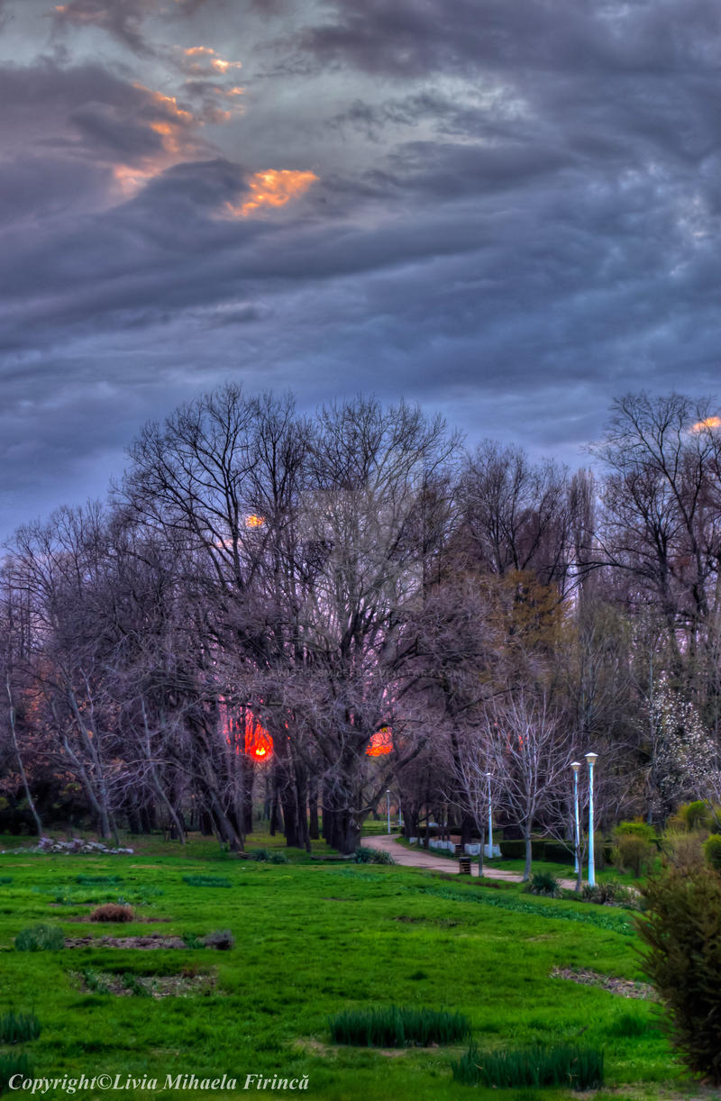 Through the trees