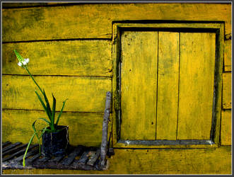 The yellow window