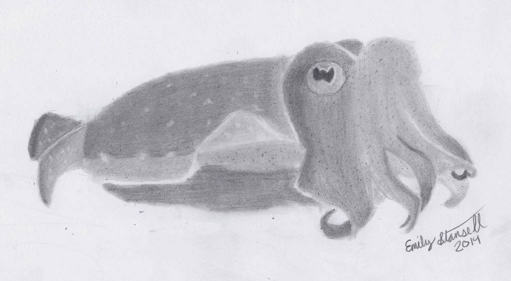 Cuddlefish doodle by SempiterNifty on DeviantArt