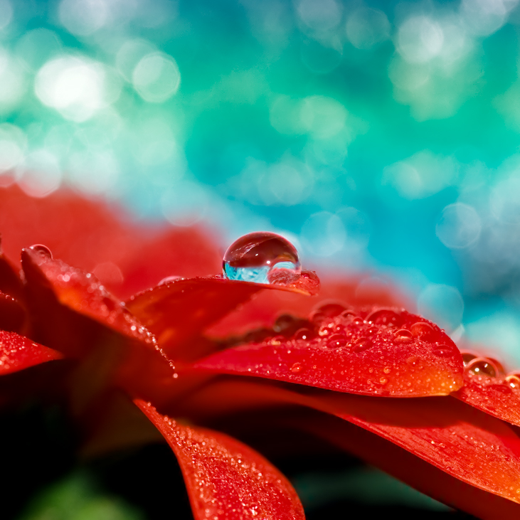 dancing in bokeh