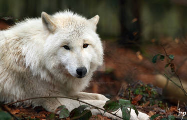 White Wolf I