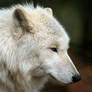 White Wolf II