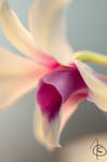 Dendrobium - White Angel by OK-Photography