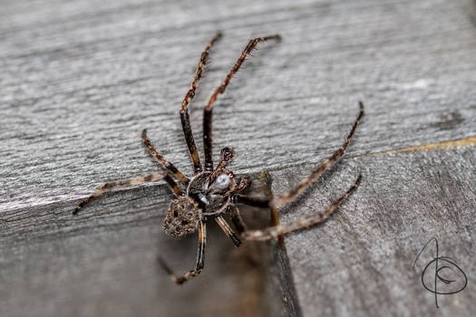 Dust spider - Winkelspinne/Hausspinne