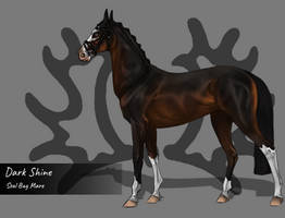 Dark Shine | Trakehner Auction CLOSED