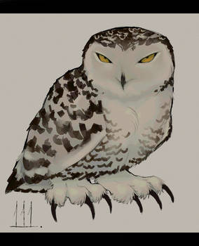 snow owl