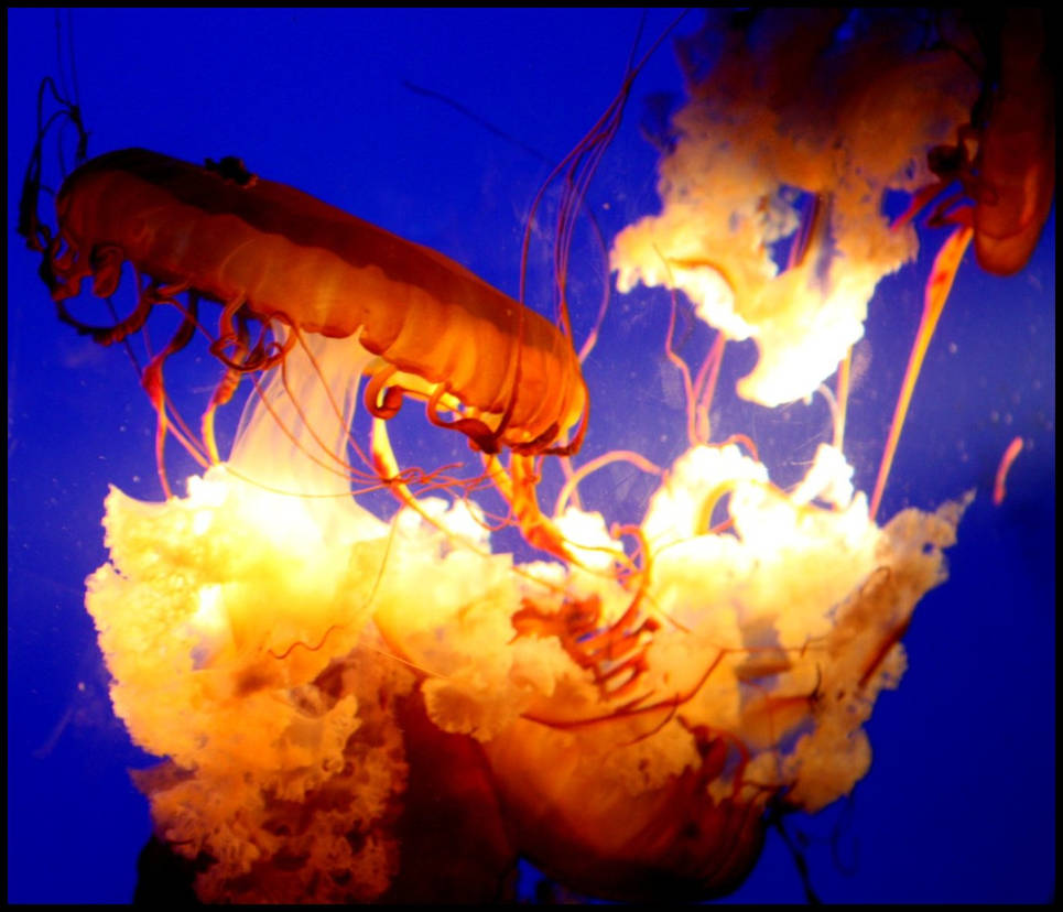 Exploding Jellyfish Explosion of Jellyfish by xXNightWalkerXx on DeviantArt