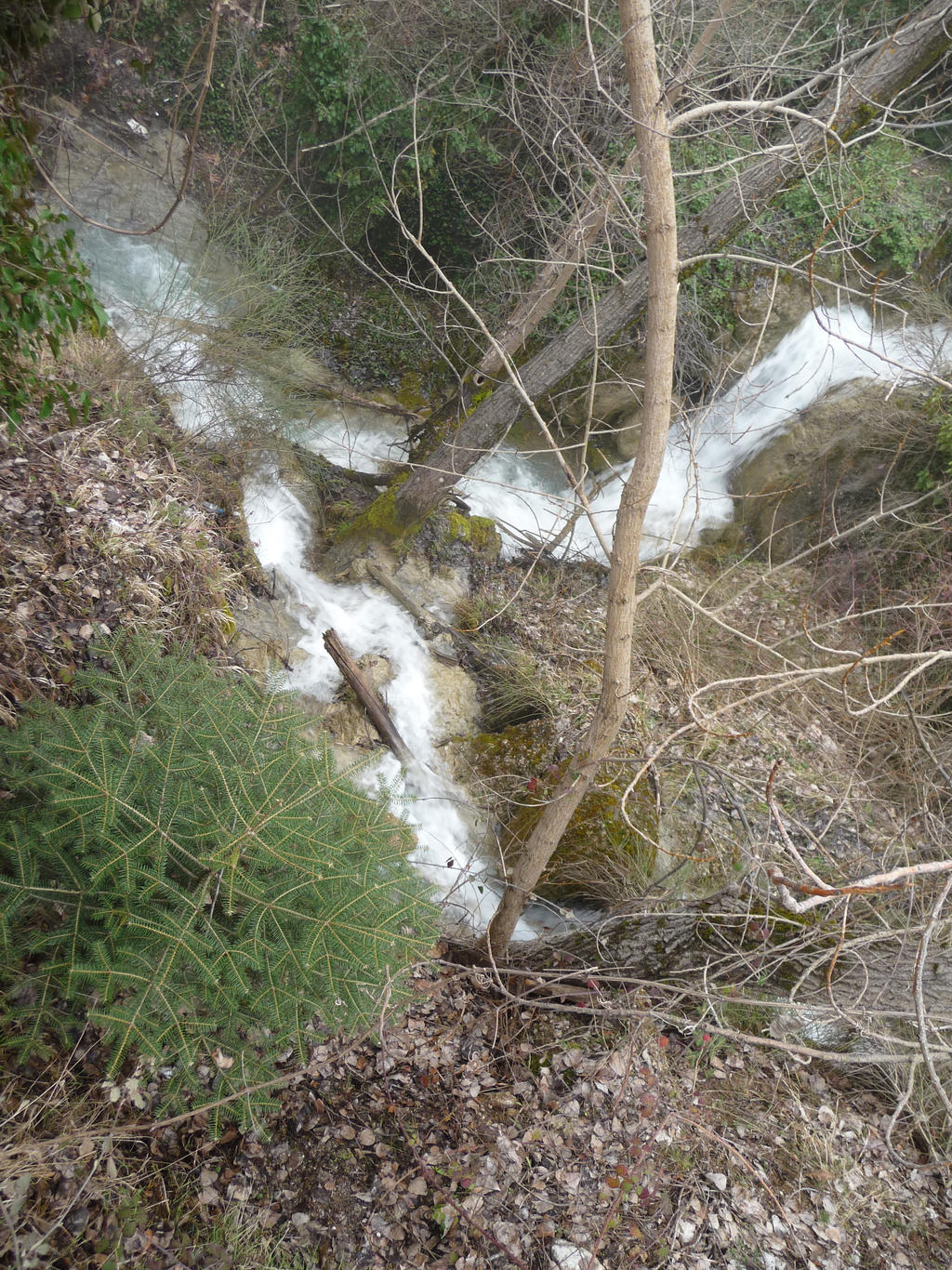 Baby pinetree near the mountain springs