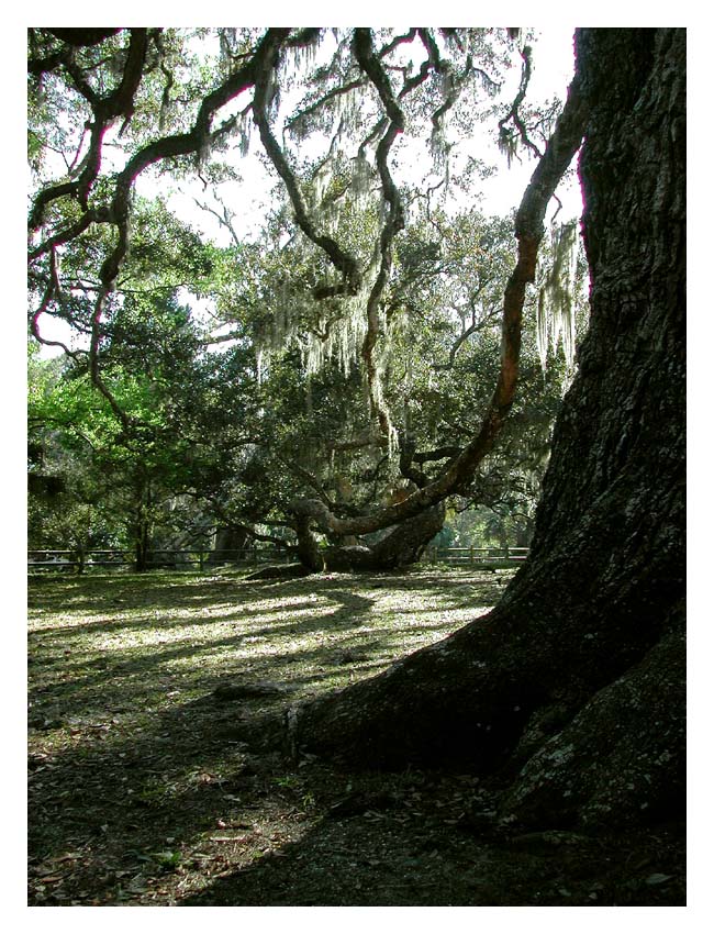 Old Oak Tree