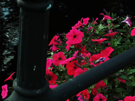 Flowers under a bridge