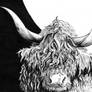 Highland Cattle