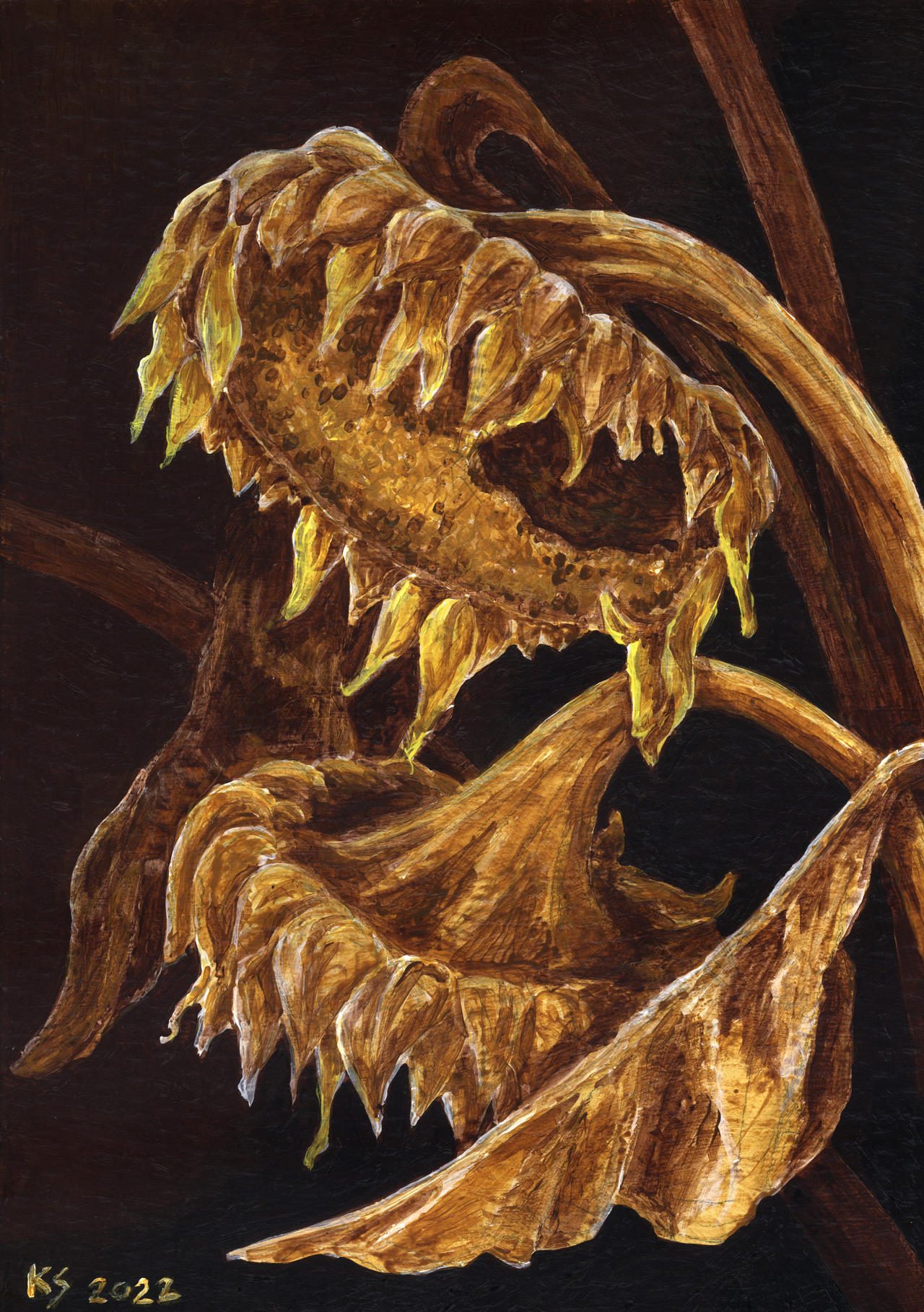 Dry Sunflowers by Mangonimbus on DeviantArt