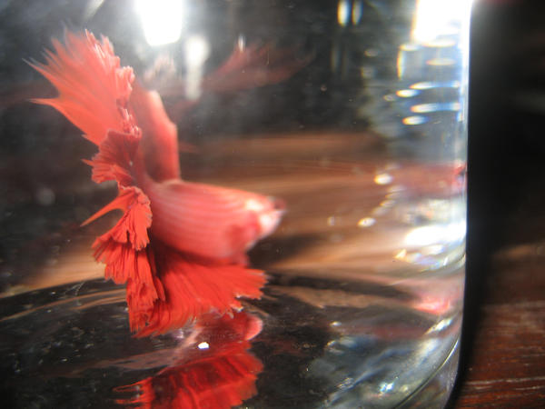 Red Dress Underwater