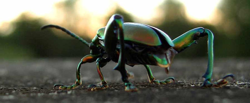 Green Bug