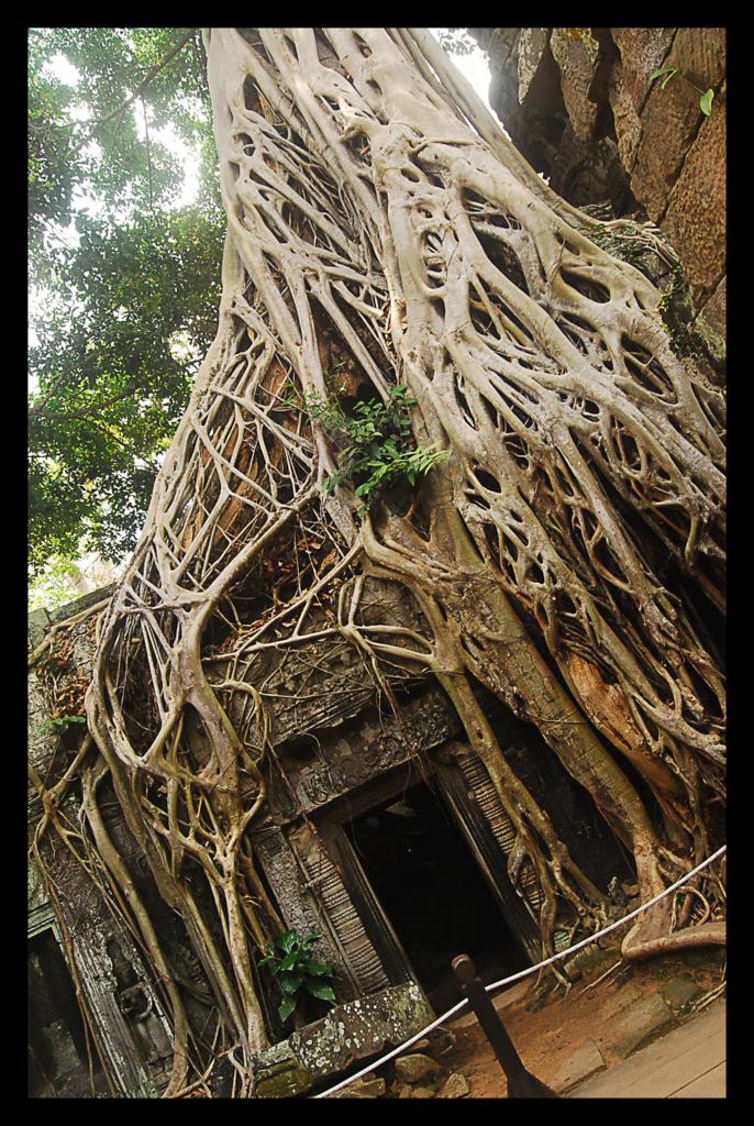 Ta Prohm