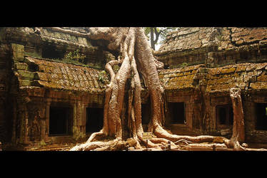 Ta Prohm - Tomb Raider