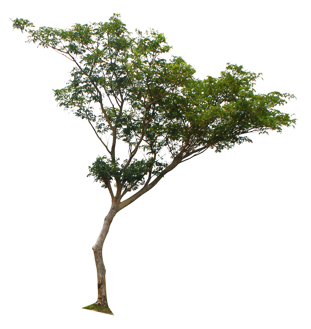 tree png