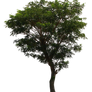 tree png