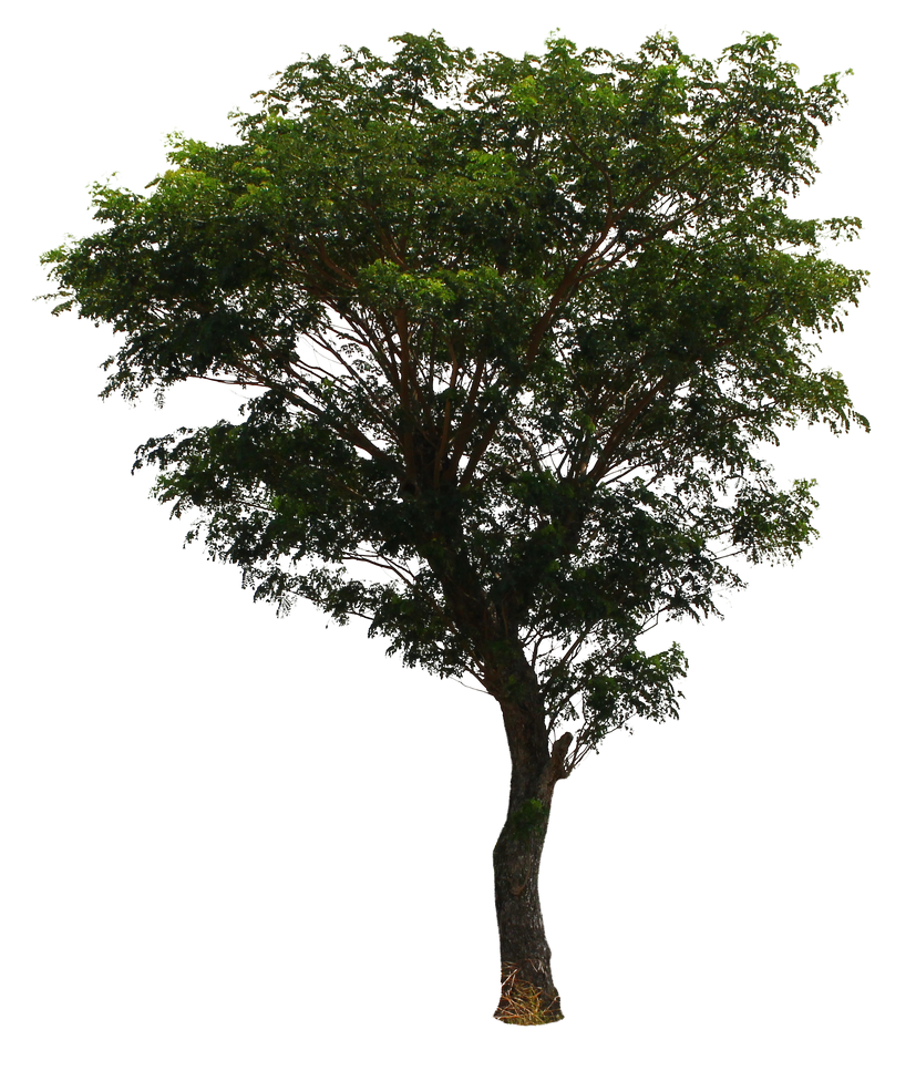 tree png by andhikazanuar on DeviantArt