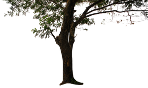 tree png