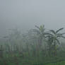 banana trees in fog