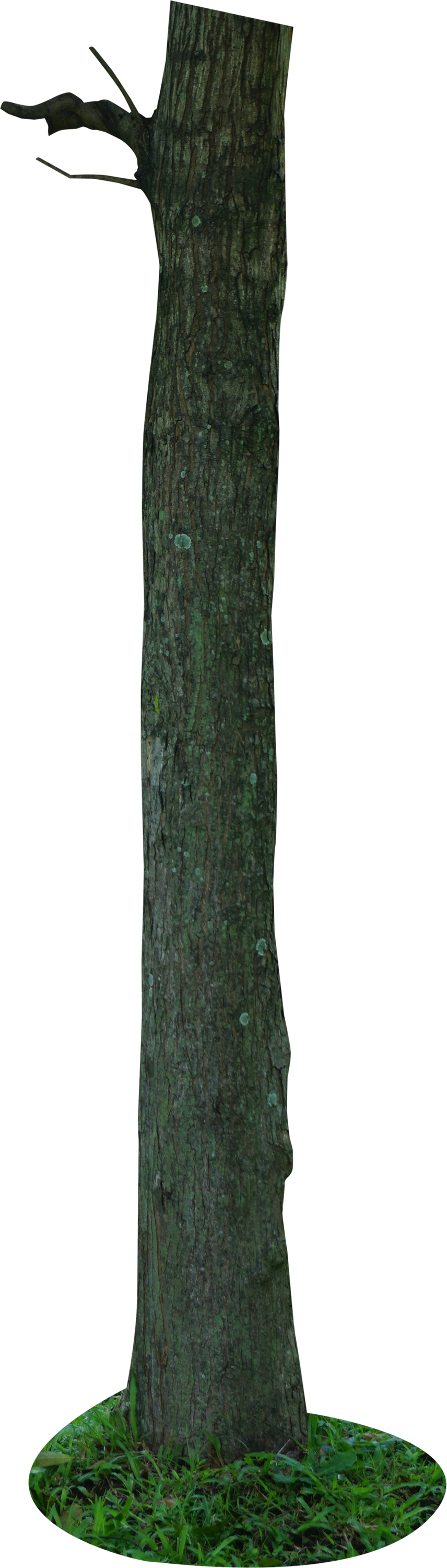 Tree PNG