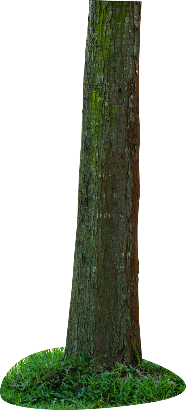 Tree Rack Png Tree PNG by andhikazanuar on DeviantArt