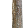 Tree PNG