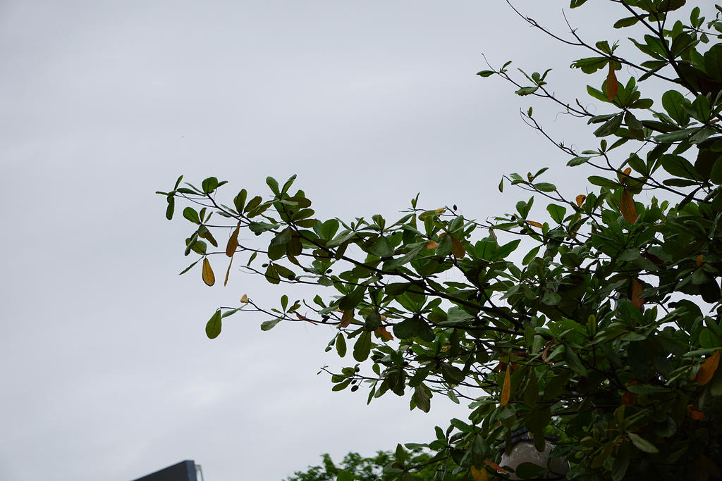 Branches by andhikazanuar