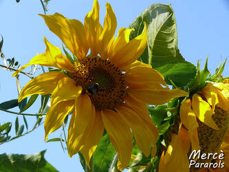 Girasol