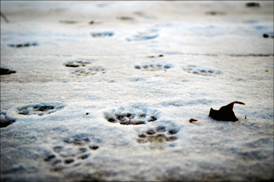 Paw Prints